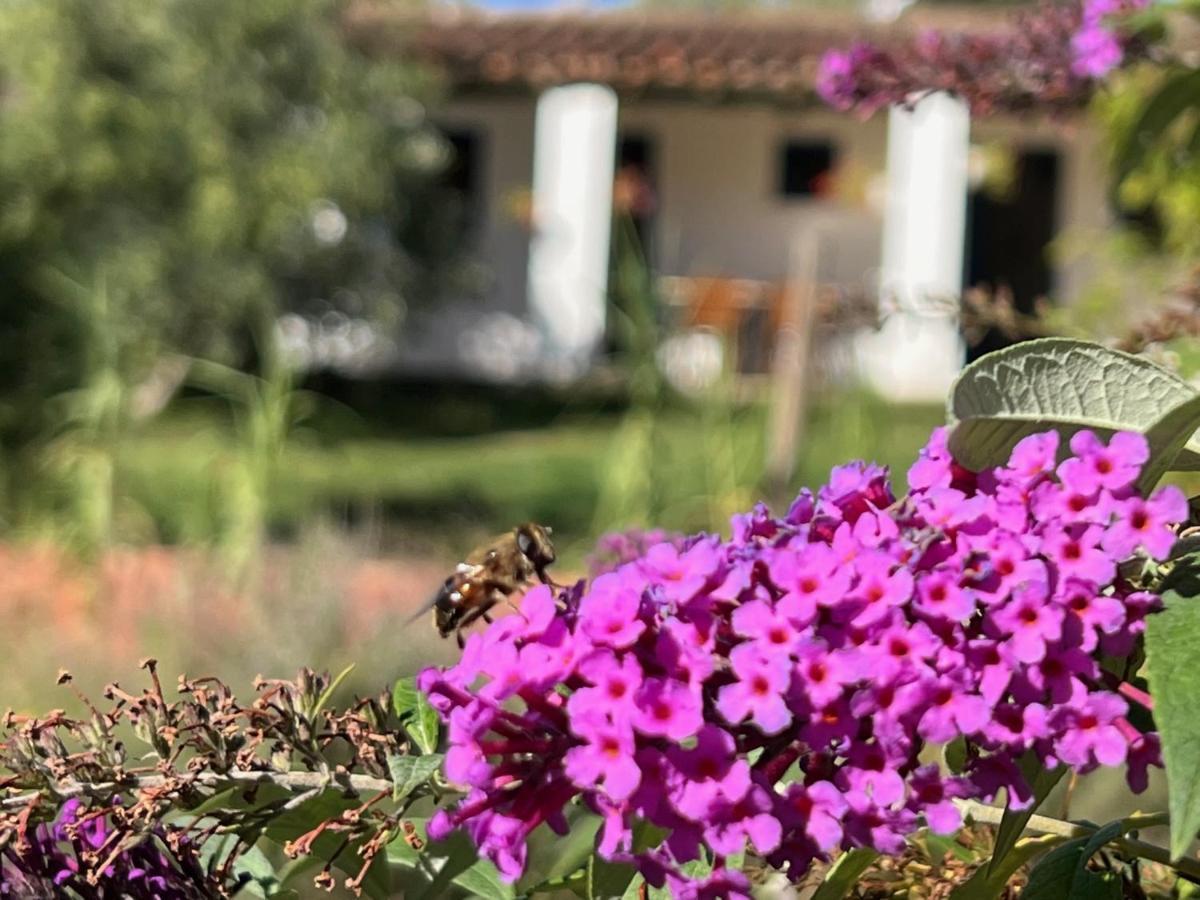 Murillo de Gállego Camping Bungalows Armalygal מראה חיצוני תמונה